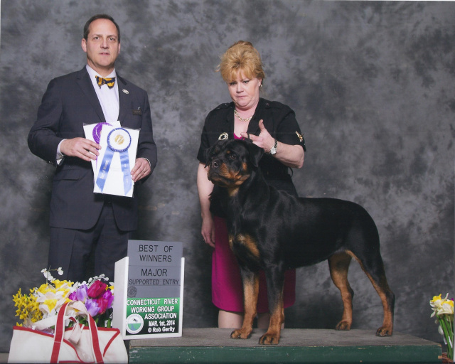 VonBremen's Absolute Dark Chocolate aka "CoCo"   Takes a 5 point major at 13 months of age under Judge Haddock at the Connecticut River Working Dog Specialty out of the Bred By Class