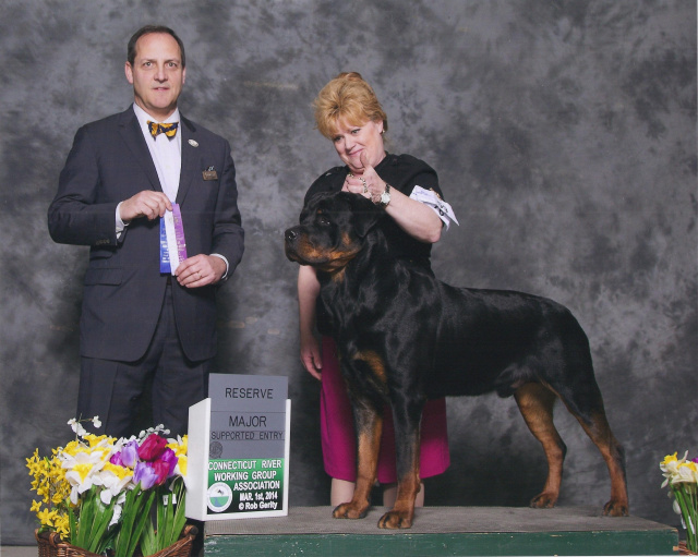 VonBremen's Arthur Next In Line  aka "Duke" Takes a reserve To a Major his first time out under Judge Haddock at 13 months of age At the Connecticut River Working Specialty..