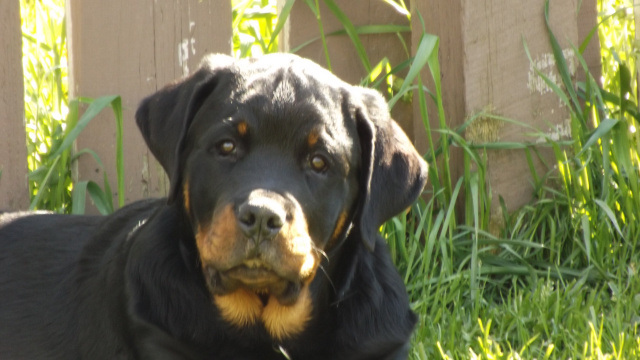 "VonBremen's Arthur Next In Line" aka "Duke"