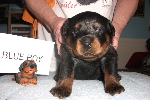 Blue Boy-3 weeks