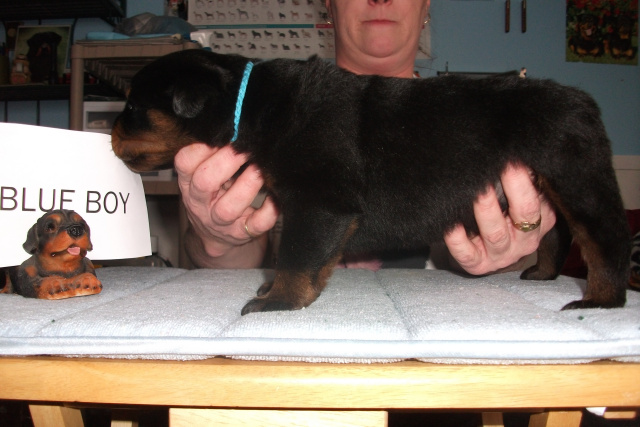 Blue Boy-3 weeks