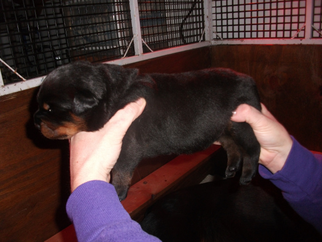 Blue Boy-2 weeks
