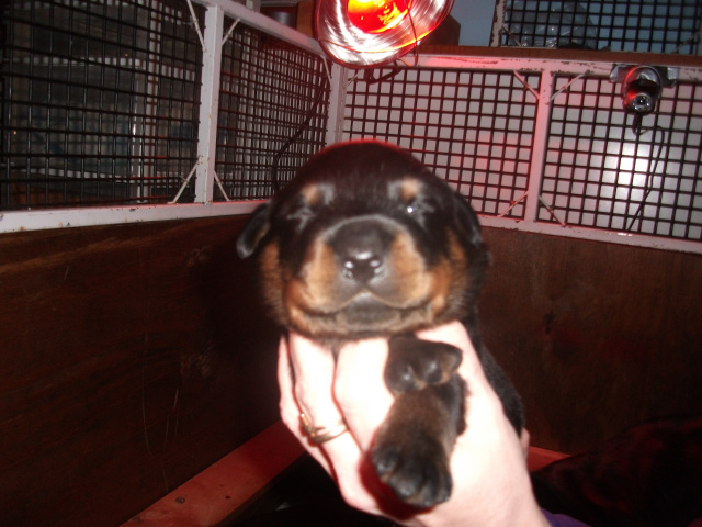 Blue Boy-2 weeks