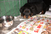 Blue Boy-4 weeks