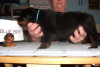 Blue Boy-3 weeks
