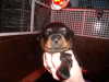 Blue Boy-2 weeks