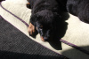 Blue Boy Sunning