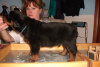 Blue Boy-5 weeks