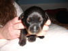 Blue Boy-1 week