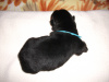 Blue Boy-1 week